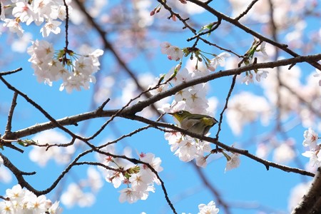 2019.04.01　追分市民の森　染井吉野にメジロ