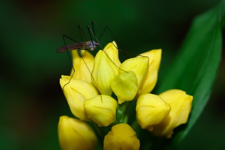 2019.04.28　瀬谷市民の森　寒さに花を窄めた金蘭にガガンボ