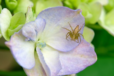 2019.06.08　追分市民の森　紫陽花にササグモ