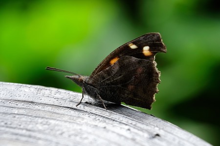2019.06.11　追分市民の森　テングチョウ