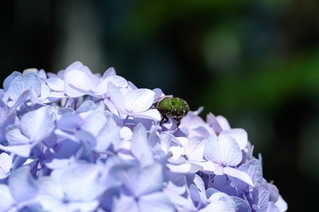 2019.06.13　和泉川　紫陽花にコアオハナムグリ