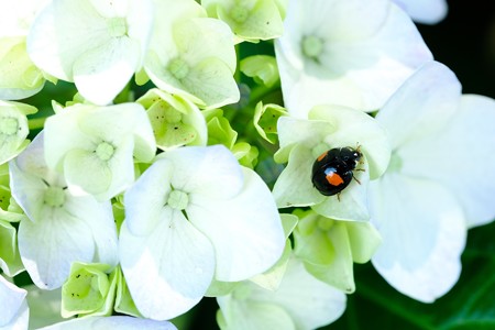 2019.06.13　和泉川　紫陽花にナミテントウ