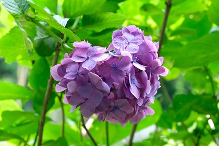 2019.06.20 瀬谷市民の森 アジサイ なんとなくハート