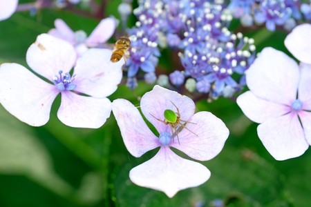 2019.06.21 和泉川 紫陽花にサツマノミダマシ