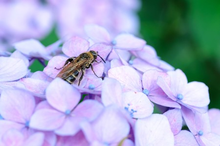 2019.06.21　和泉川　紫陽花にヒメハラナガツチバチ