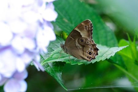 2019.06.21　和泉川　紫陽花の影にクロヒカゲ