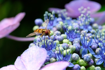 2019.07.02　追分市民の森　紫陽花にホソヒラタアブ