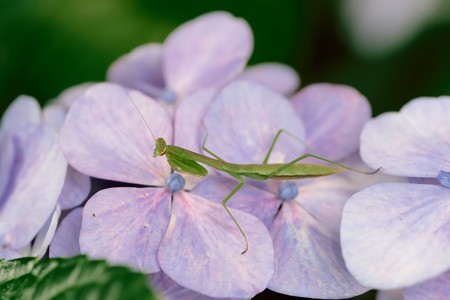 2019.07.03　和泉川　紫陽花にカマキリ