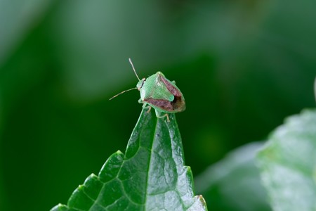 2019.07.03　和泉川　紫陽花にチャバネアオカメムシ