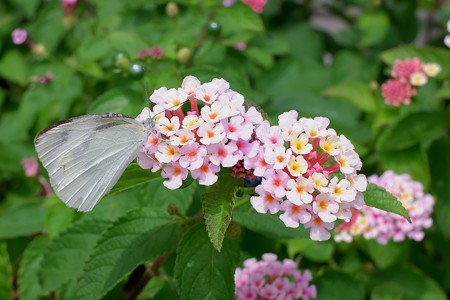 2019.07.17　隣町　ランタナに紋白蝶