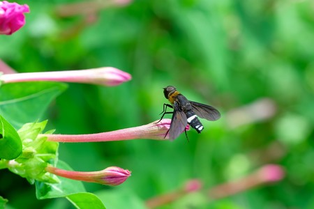 2019.08.11　和泉川　白粉花にクロバネツリアブ