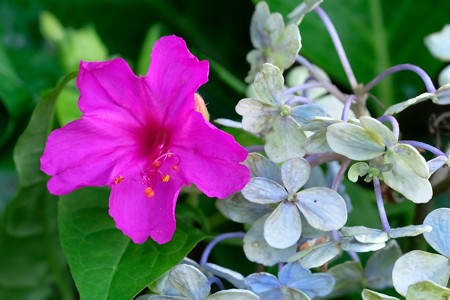 2019.08.17　和泉川　紫陽花からオシロイバナ