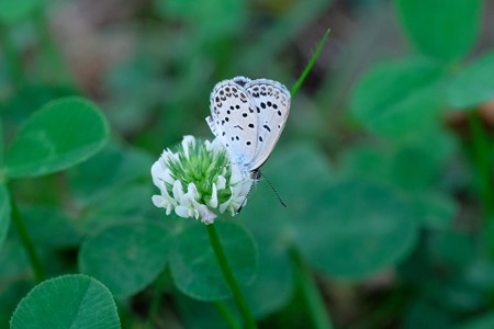 2019.09.06　和泉川　シロツメクサに大和小灰蝶