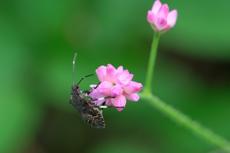 2019.09.13　和泉川　継子の尻拭いにクサギカメムシ