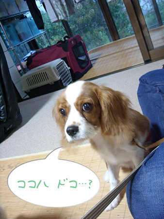 ドコ?