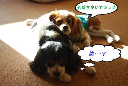 枕?