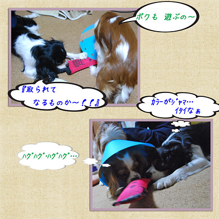 オモチャの取り合い