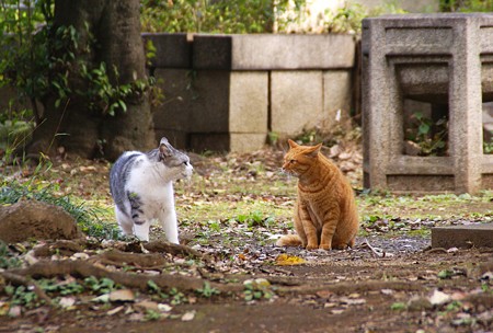 谷中の猫さん・・