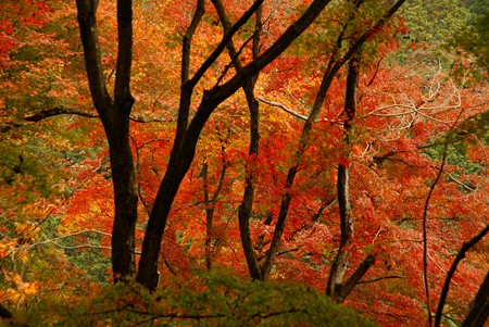京都・紅葉さんぽ~13♪