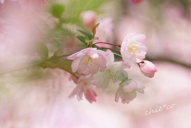 海棠(かいどう)の花・・