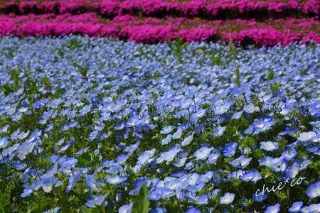 くりはま花の国-089