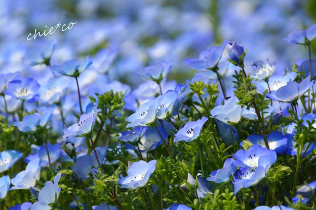 くりはま花の国-092
