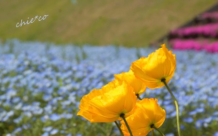 くりはま花の国-099