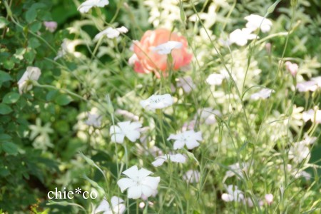 横浜 English Garden-311