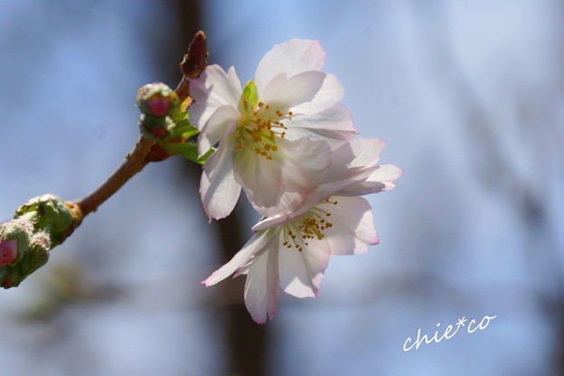 十月桜・・