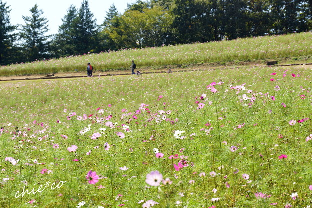 昭和記念公園-365