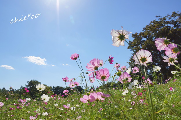 昭和記念公園-375