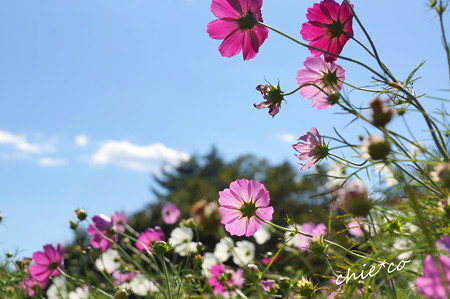 昭和記念公園-398