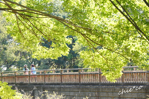 昭和記念公園-413