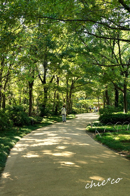 昭和記念公園-432