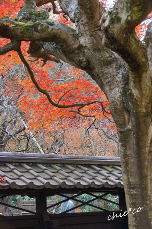 東慶寺-211
