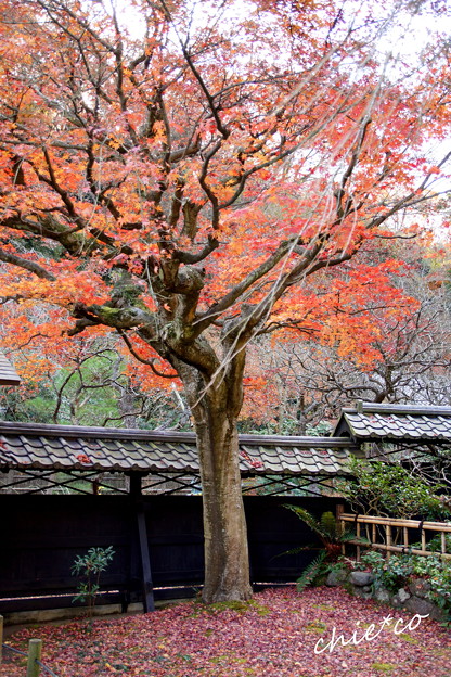 東慶寺-212