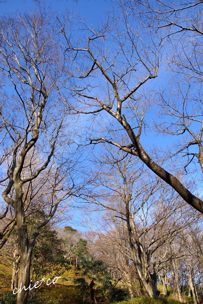 吾妻山公園-183