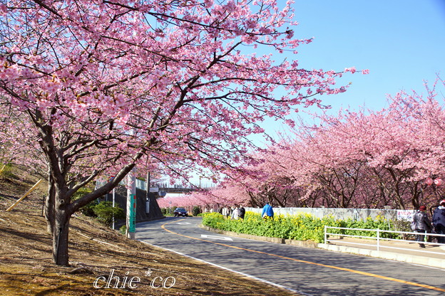 三浦海岸~河津桜~-171