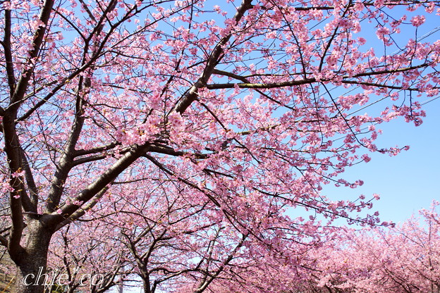 三浦海岸~河津桜~-172