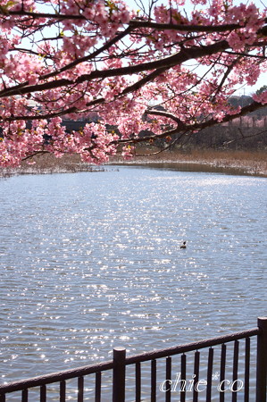 三浦海岸~河津桜~-193