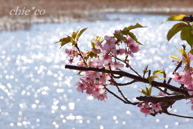 三浦海岸~河津桜~-195