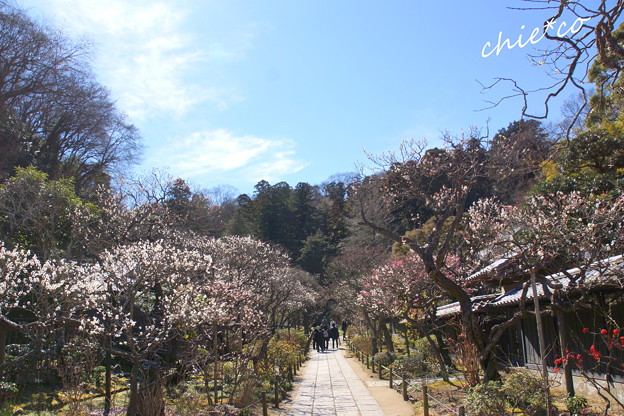 北鎌倉-435