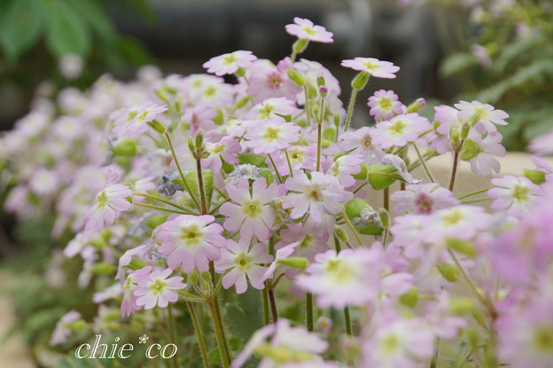 雲南さくら草・・