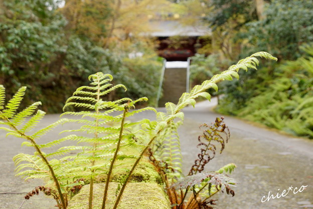 鎌倉-235