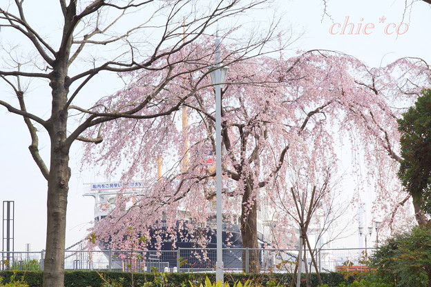 しだれ桜と・・氷川丸・・