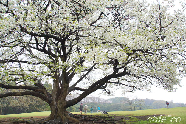 根岸森林公園-098