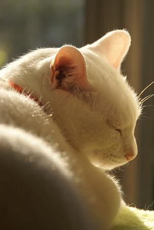 眠いの・・・白猫ララ♪ちゃん