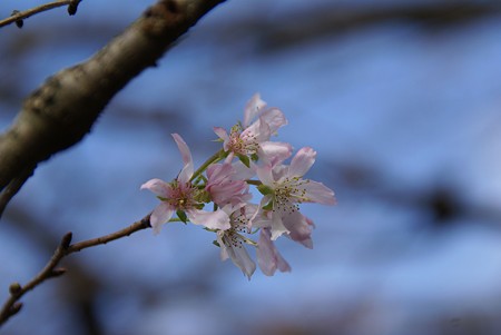 秋空に・・・10月桜~♪