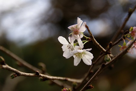 晩秋の桜。さくら。。