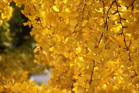 Yellow・・・ 初冬の横浜スケッチ